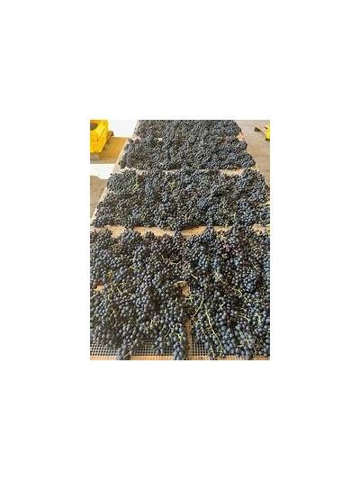 Exploring the Unique Characteristics and Flavors of Appassimento Wines from Italy